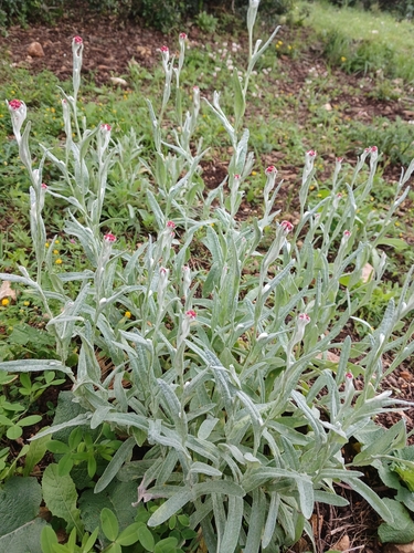 Helichrysum sanguineum (Helichrysum sanguineum)