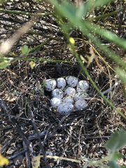 Callipepla californica