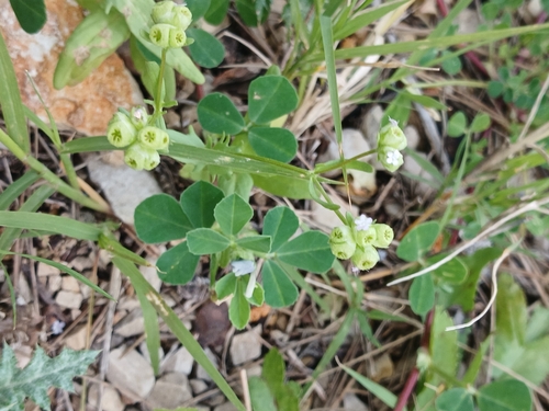 Image of Valerianella vesicaria by (c) yelena_antipova, some rights reserved (CC BY)
