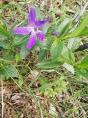 Vinca herbacea