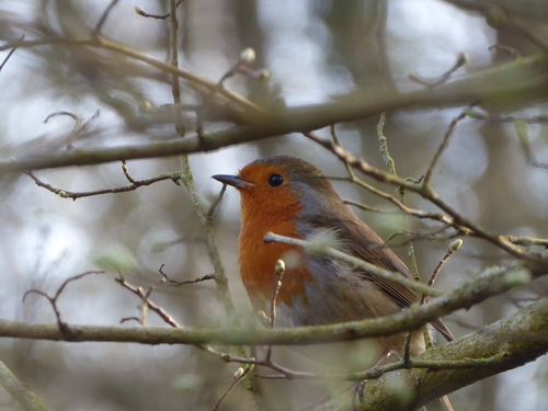Petirrojo europeo (Erithacus rubecula)