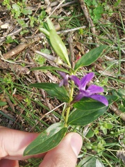 Vinca herbacea