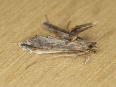 Lineodes elcodes