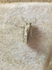 Acrolophus mortipennella