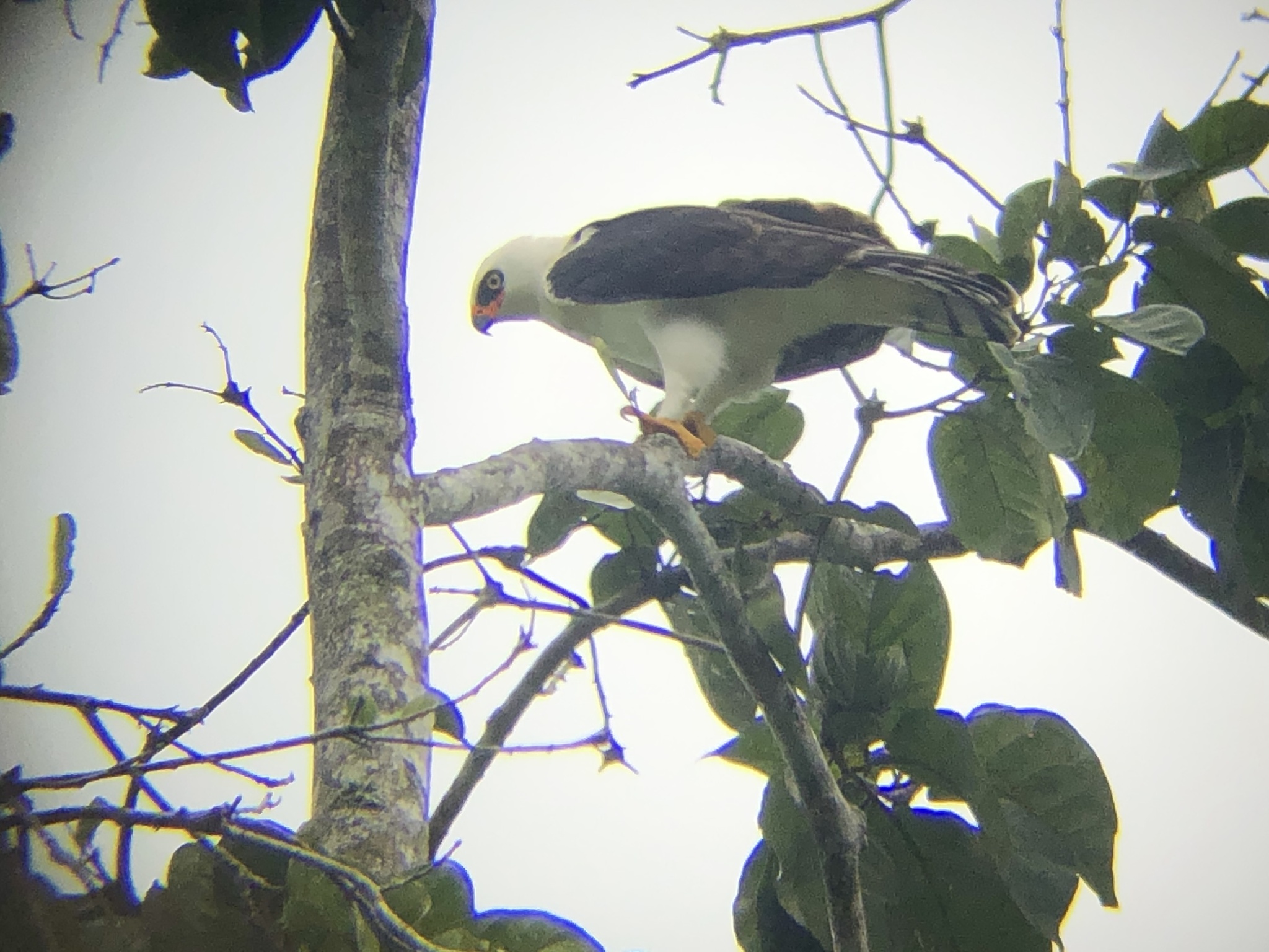 Black-and-white Hawk-Eagle (Spizaetus melanoleucus)