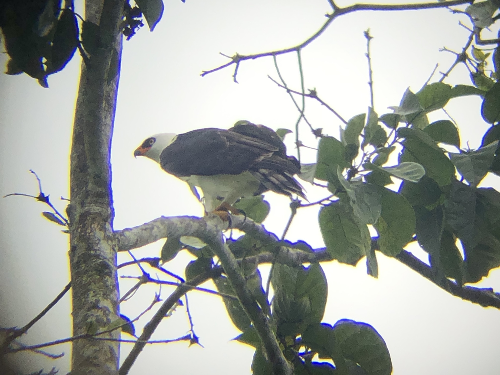águila blanquinegra, aigle noir et blanc, black-and-white hawk-eagle