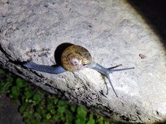 Petalochlamys