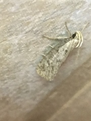 Acrolophus mortipennella