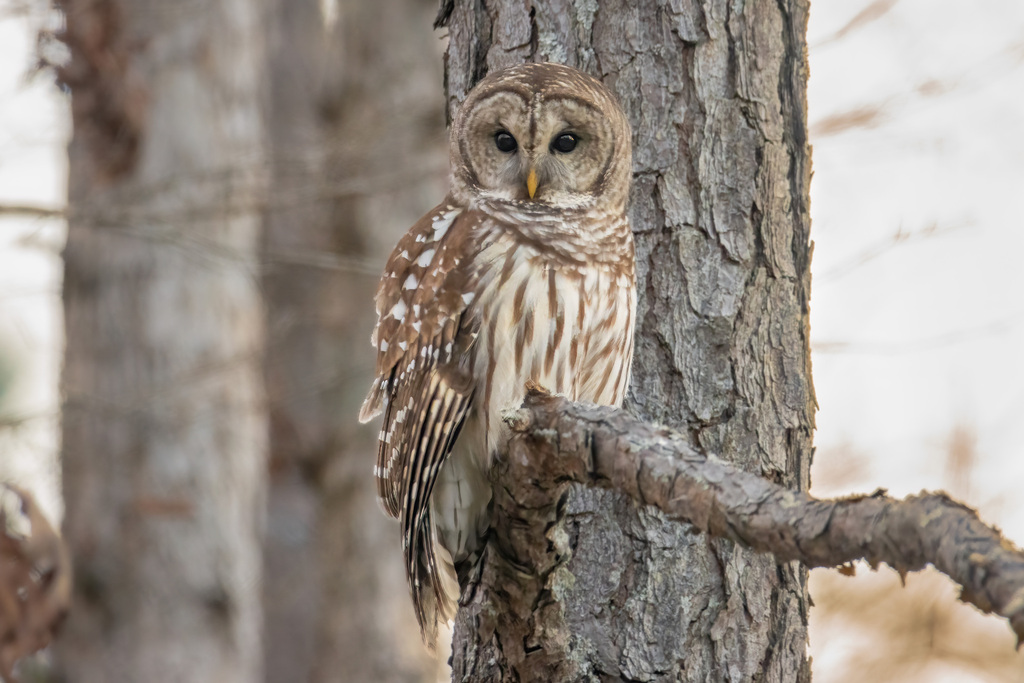 Barred Owl (Strix varia) photo