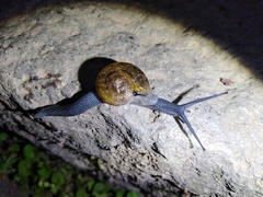 Petalochlamys