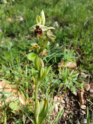 Image of Ophrys bornmuelleri by (c) yelena_antipova, some rights reserved (CC BY)