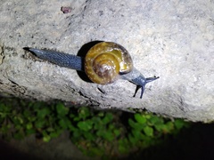 Petalochlamys