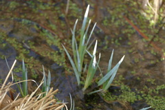 Carex nebrascensis