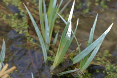 Carex nebrascensis