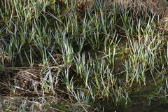 Carex nebrascensis