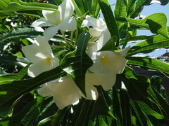Plumeria pudica