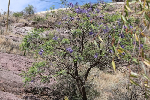 Jacaranda (Jacaranda mimosifolia)