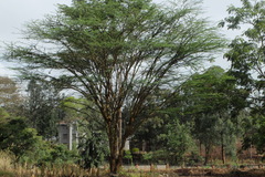 Vachellia kirkii