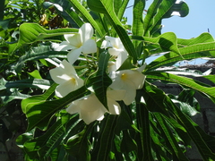 Plumeria pudica