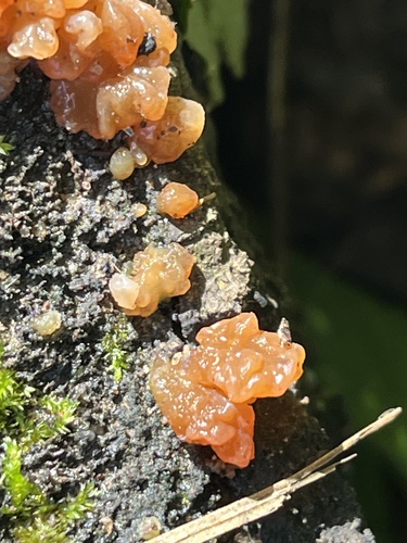 Myxarium nucleatum nuotrauka