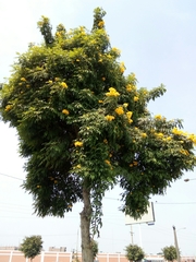 Tecoma stans sambucifolia
