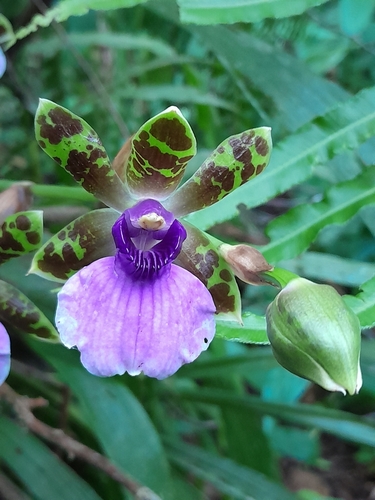 Maxillaria-like Zygopetalum