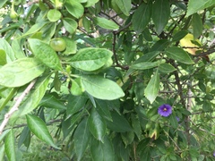 Lycianthes rantonnetii