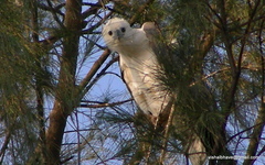 Haliaeetus leucogaster