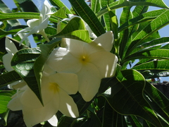 Plumeria pudica