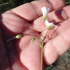 Oxalis dentata