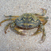 Green Crabs - Photo George Chernilevsky, no known copyright restrictions (public domain)