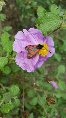 Zygaena graslini