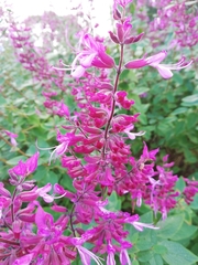 Syncolostemon obermeyerae