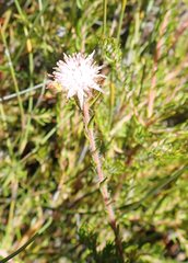 Diastella proteoides