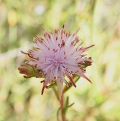 Diastella proteoides