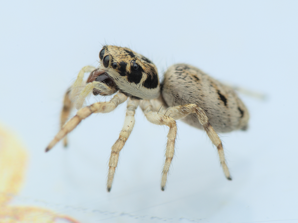 Salticus mutabilis