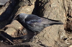 Corvus monedula