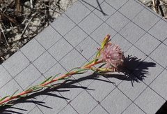 Diastella proteoides