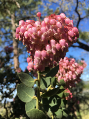 Arctostaphylos pringlei drupacea