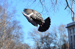 Columba livia domestica