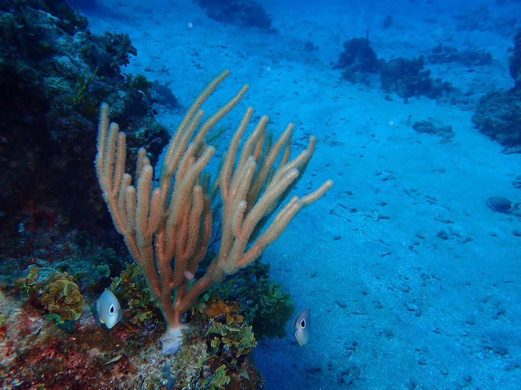 Porous False Plexaura