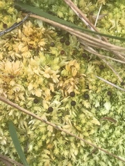 Sphagnum compactum