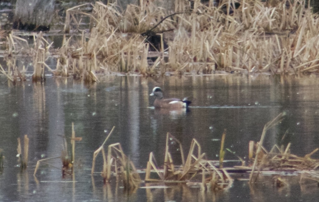 American Wigeon from Shipman Pond, Mentor, OH 44060, USA on March 20