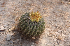 Ferocactus echidne
