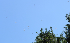 Phryganidia californica