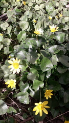 Ficaria verna