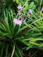 Tulbaghia maritima