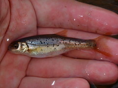 Pearl Dace photo 5