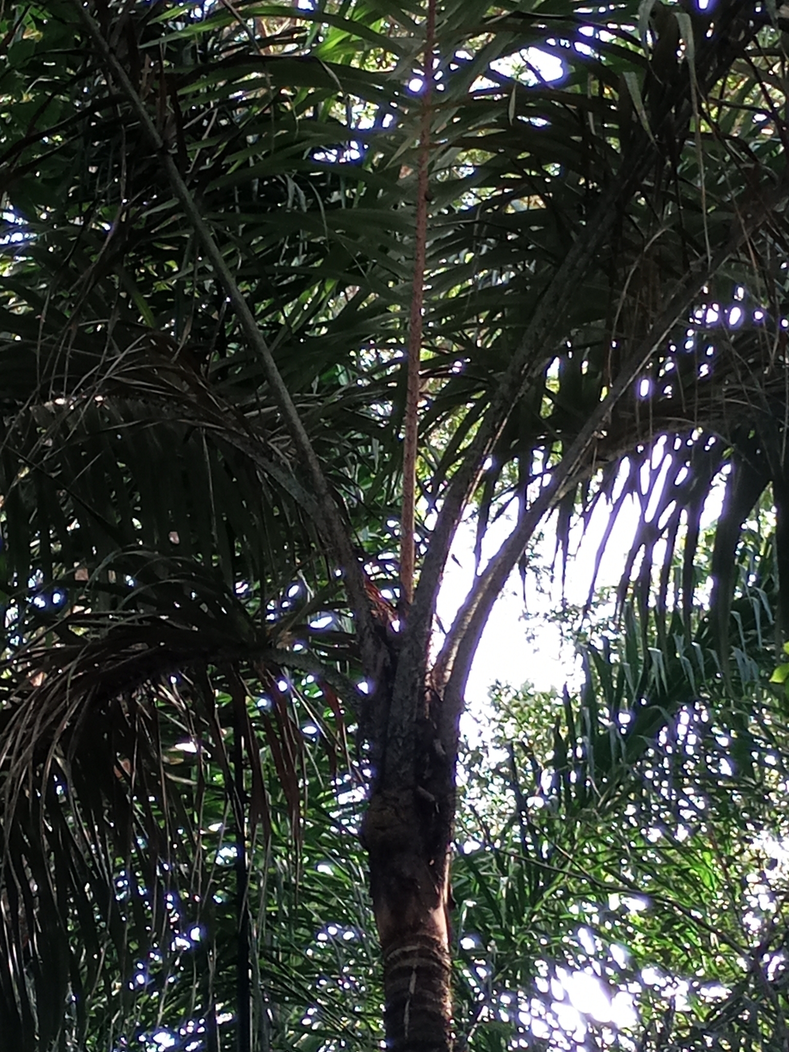 Imagem de Tucumã