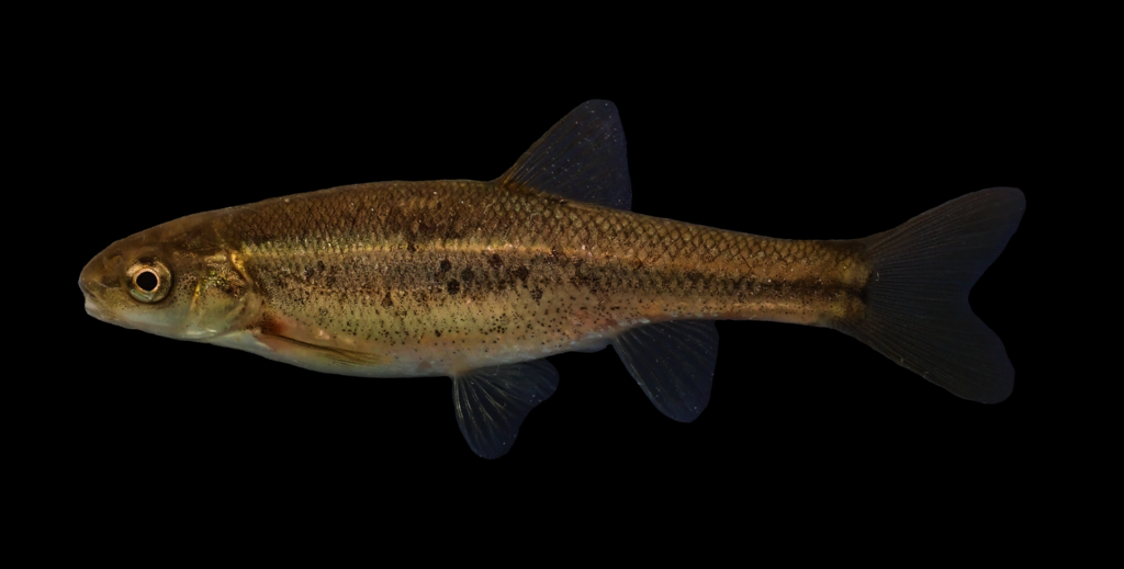 Allegheny Pearl Dace